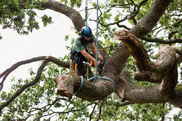 Reliable Elgin, TX Tree Services Solutions