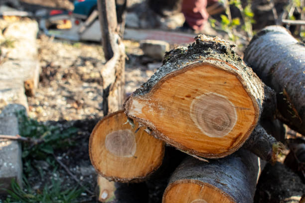 How Our Tree Care Process Works  in  Elgin, TX